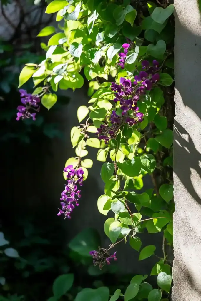 Is Chocolate Vine Fruit Edible?