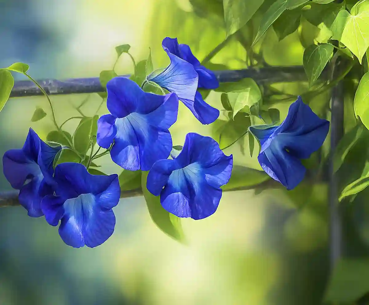 How to Grow and Care for Spurred Butterfly Pea