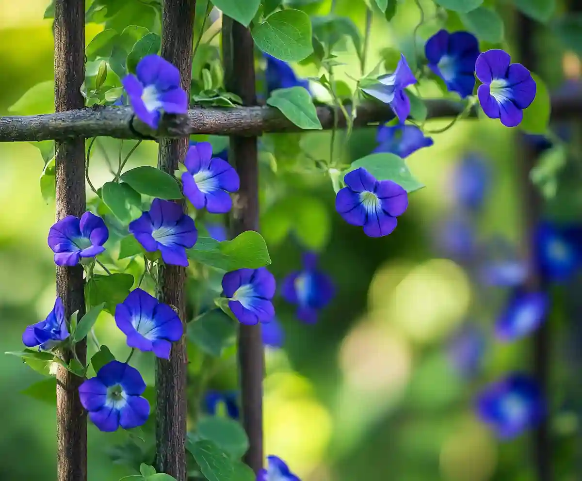 How to Grow and Care for Spurred Butterfly Pea A Friendly Guide for Gardeners