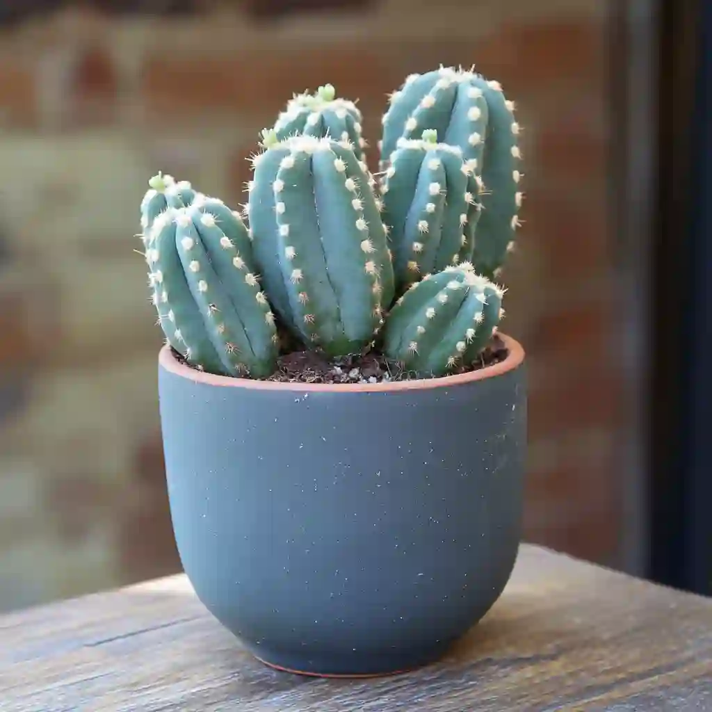 Mastering Indoor Cactus Care: The Ultimate Guide to Thriving Houseplant Cacti