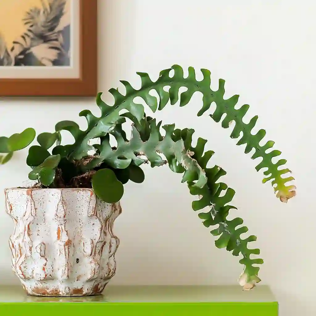 The Fishbone Cactus