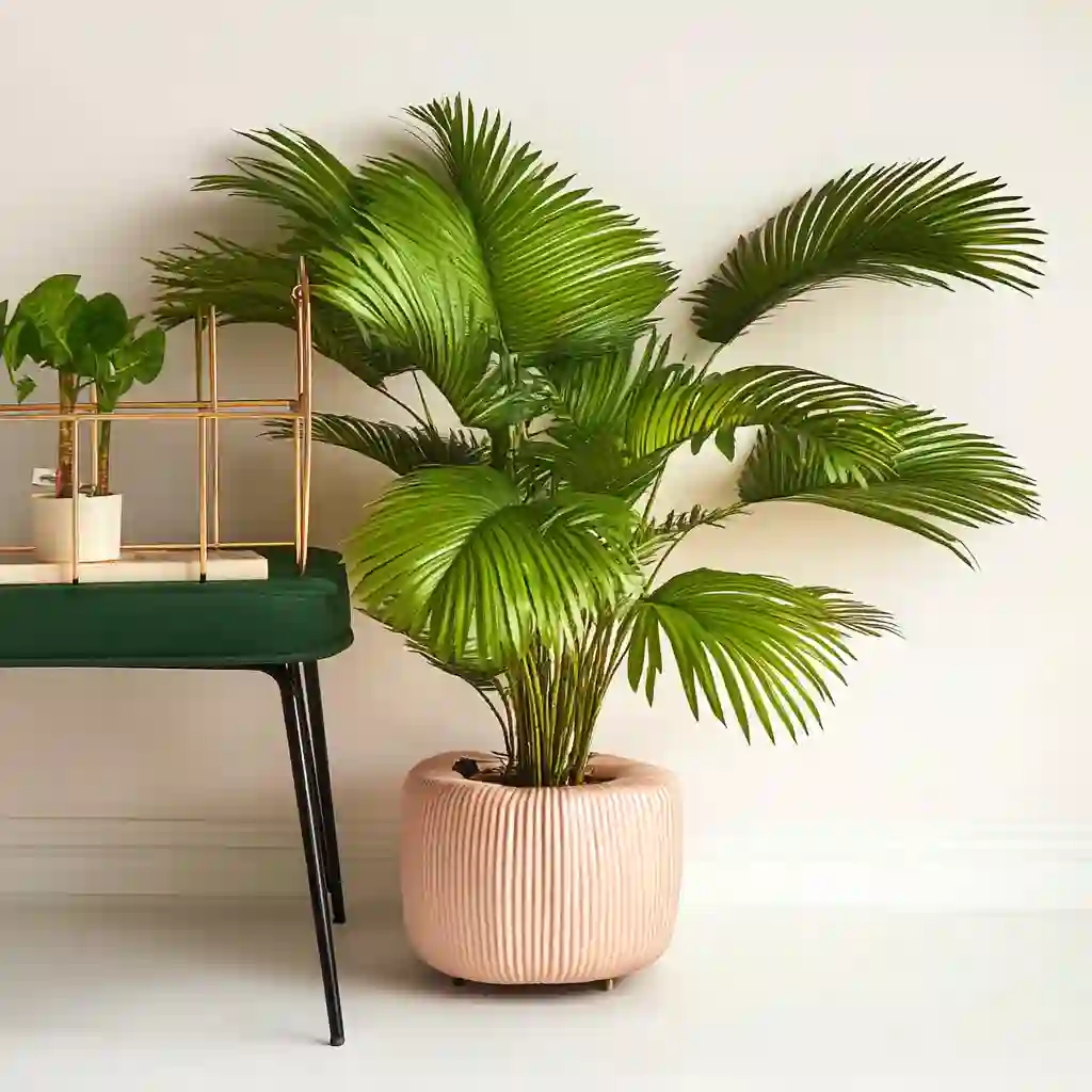 The Footstool Palm