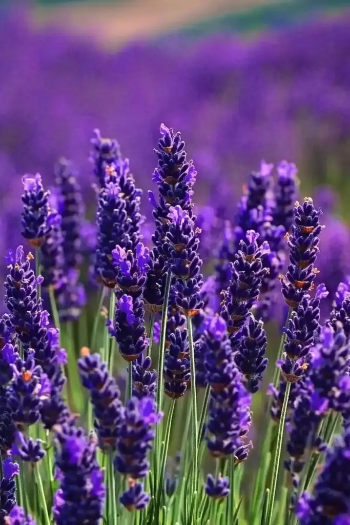 Lavender
