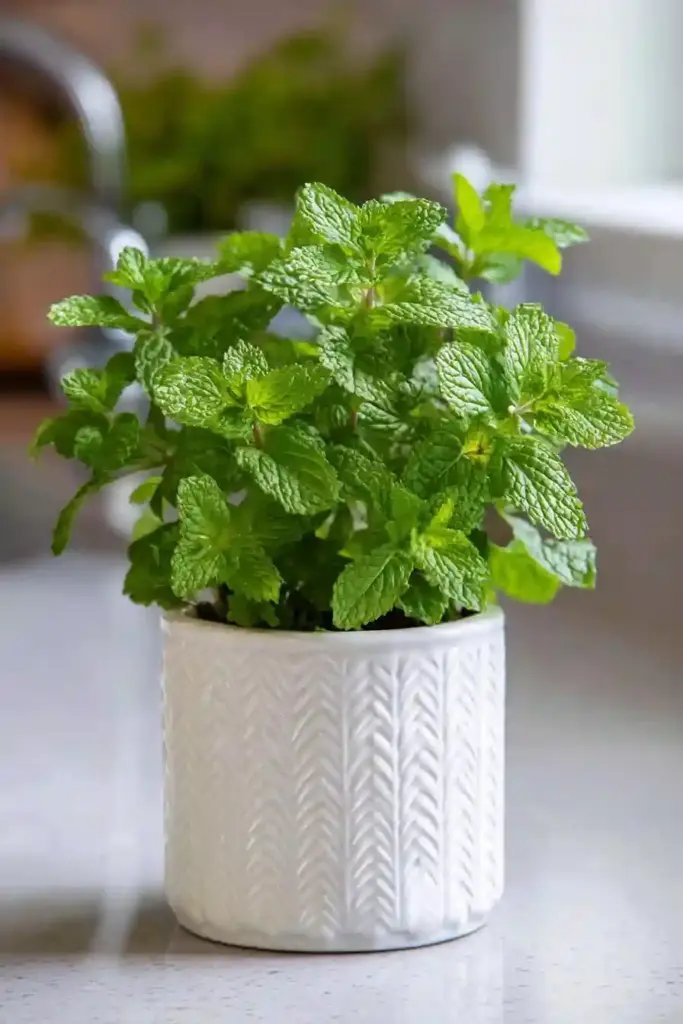 Mint