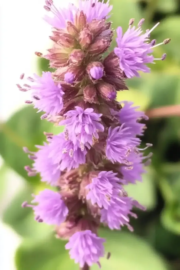 Bee Balm