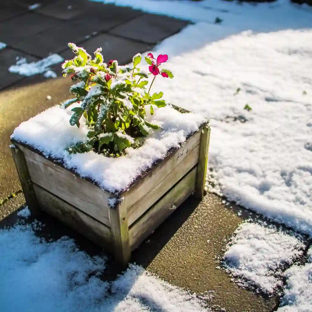 Prepare Your Plants For Cold Weather (1)