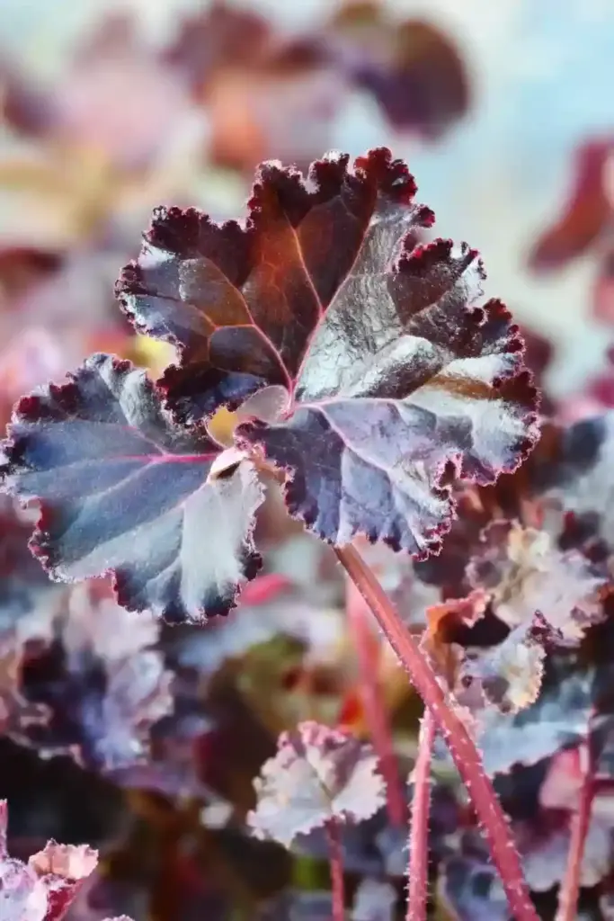 🍂 14. Coral Bells (Heuchera spp.)