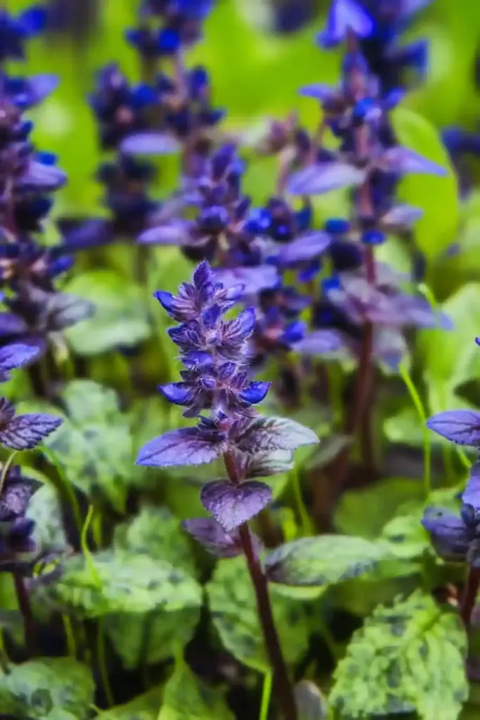 💜 13. Bugleweed (Ajuga reptans)