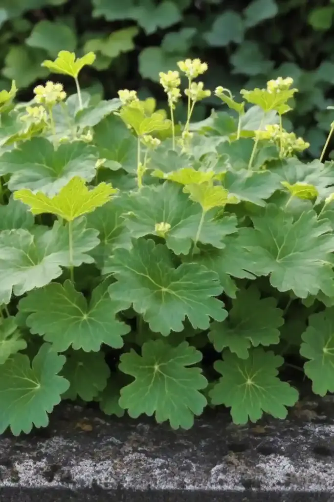 💛 12. Lady’s Mantle (Alchemilla mollis)