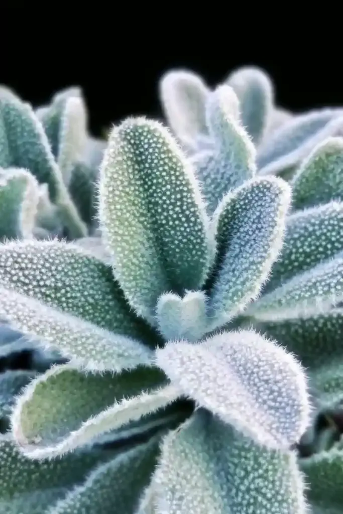 🌿 5. Lamb’s Ear (Stachys byzantina)
