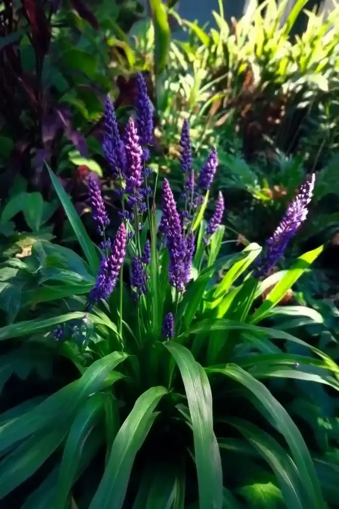 🌾 7. Liriope (Liriope spicata)