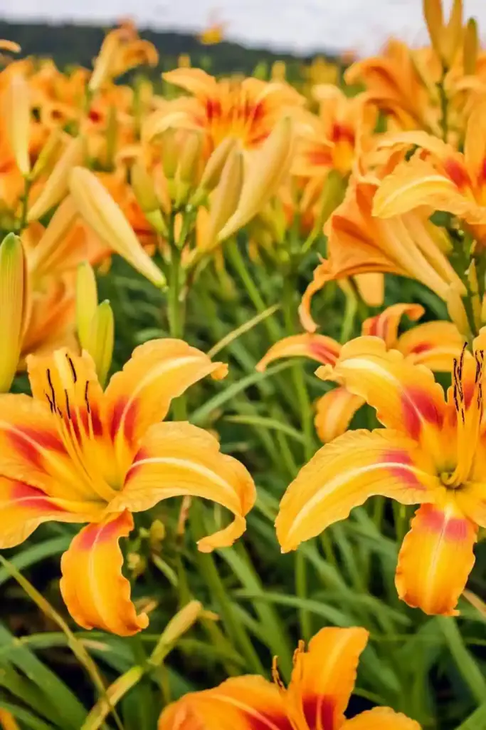 🌼 2. Daylily (Hemerocallis spp.)