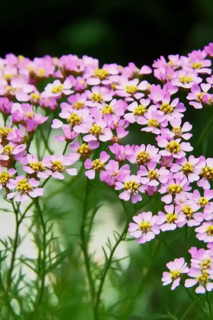 🌾 10. Yarrow (Achillea millefolium)