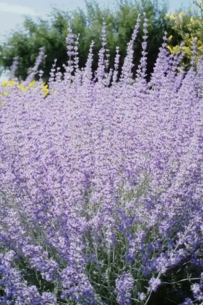 💜 3. Russian Sage (Perovskia atriplicifolia)