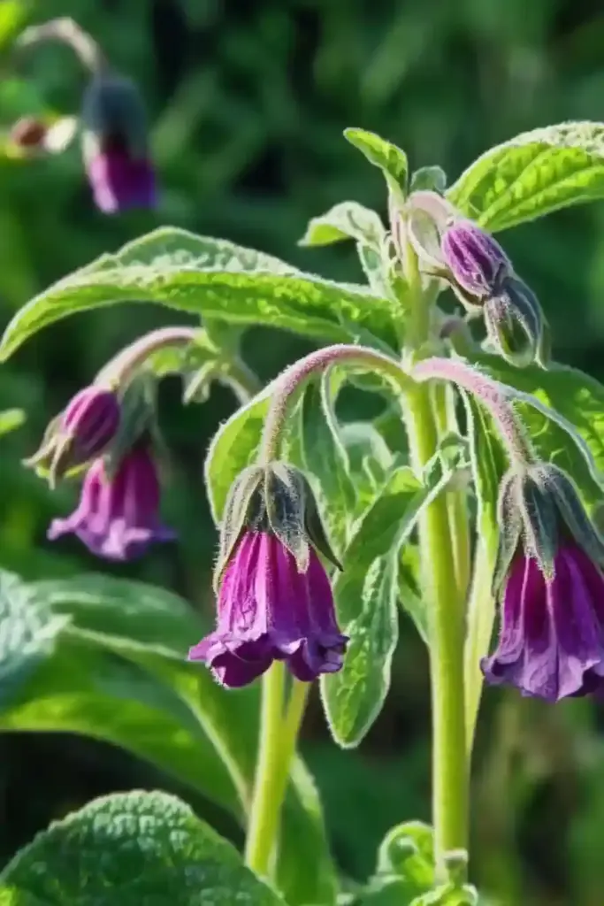 🌿 8. Comfrey (Symphytum spp.)