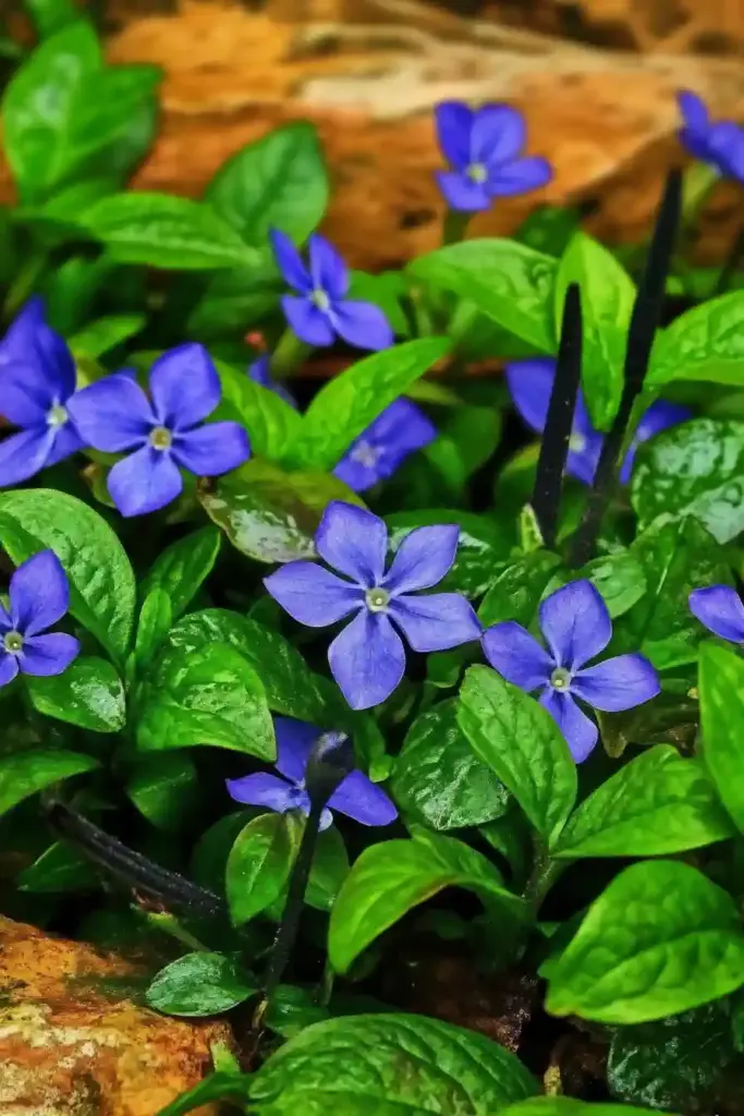💙 9. Periwinkle (Vinca minor)