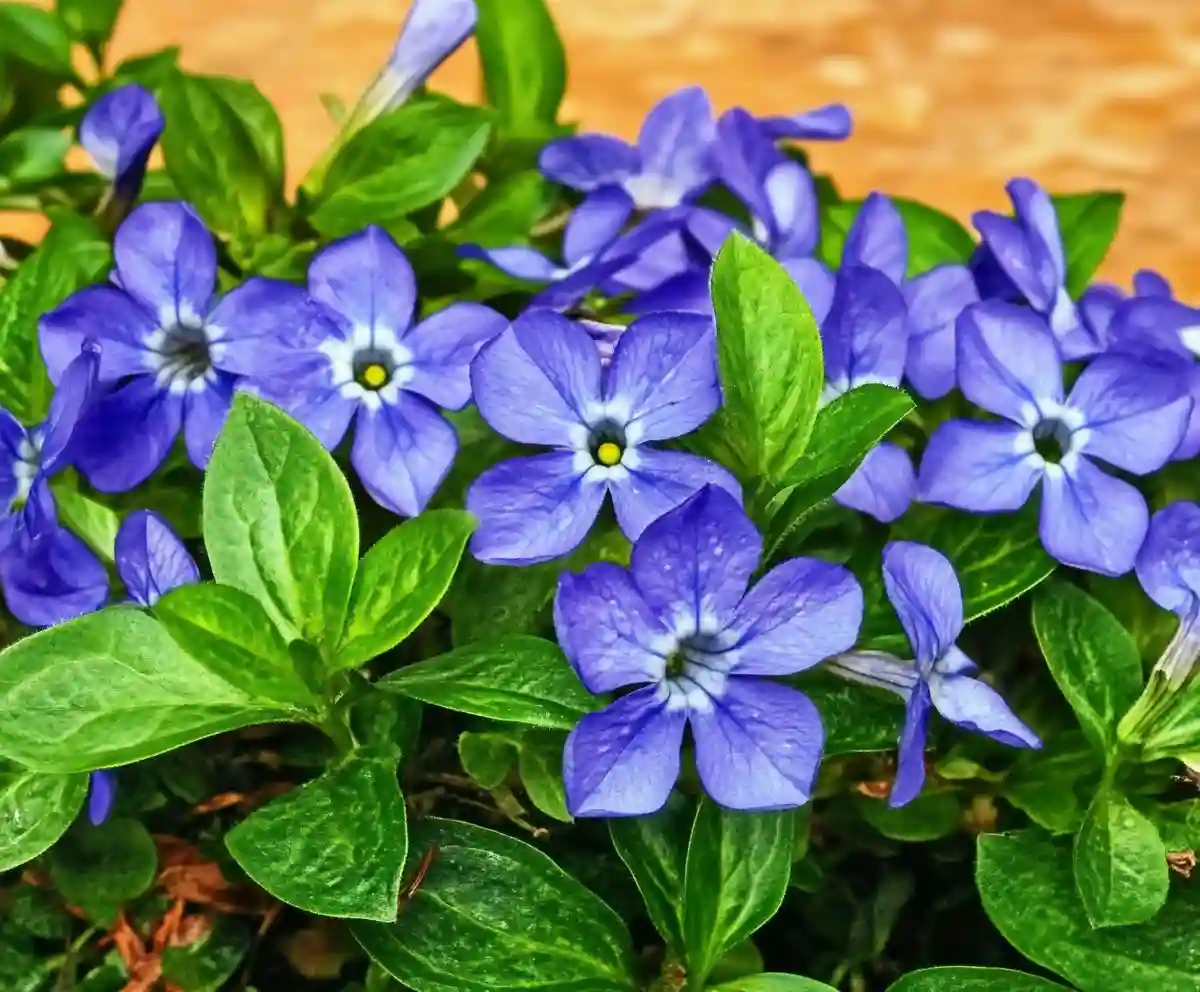 Spend Less Time Weeding by Planting These 15 Fast-Growing Perennials