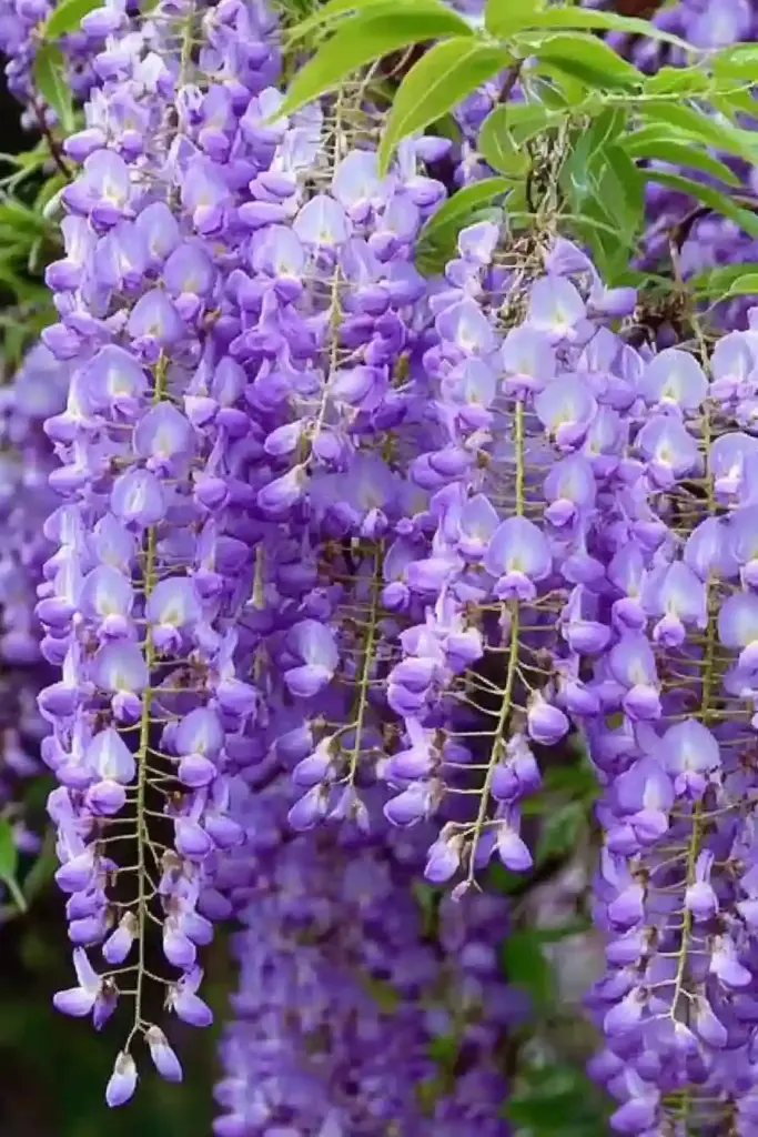3 Key Things to Consider When Growing Wisteria