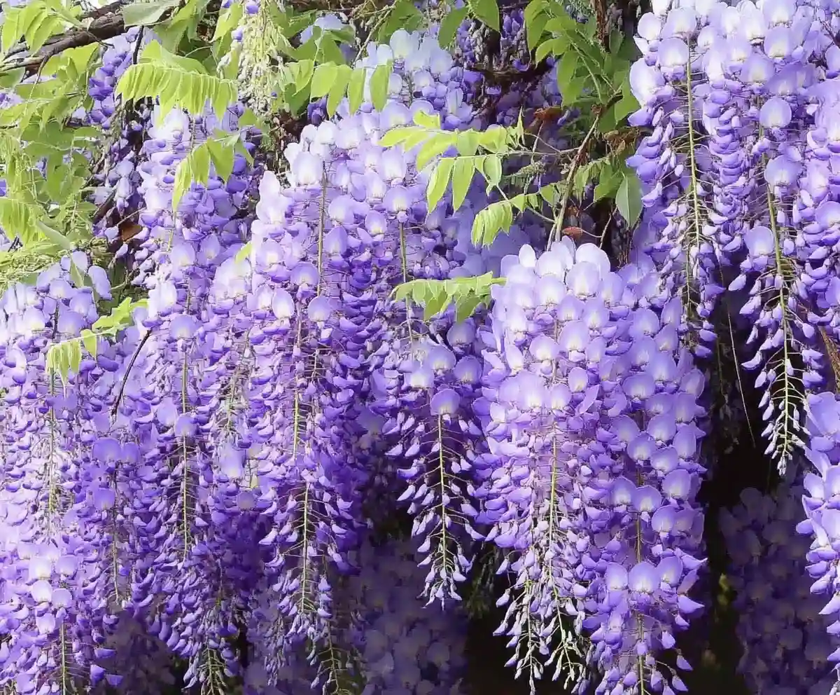 How to Grow Wisteria A Complete Garden Guide for Beginners