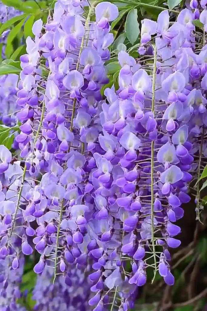 Where Does Wisteria Come From?