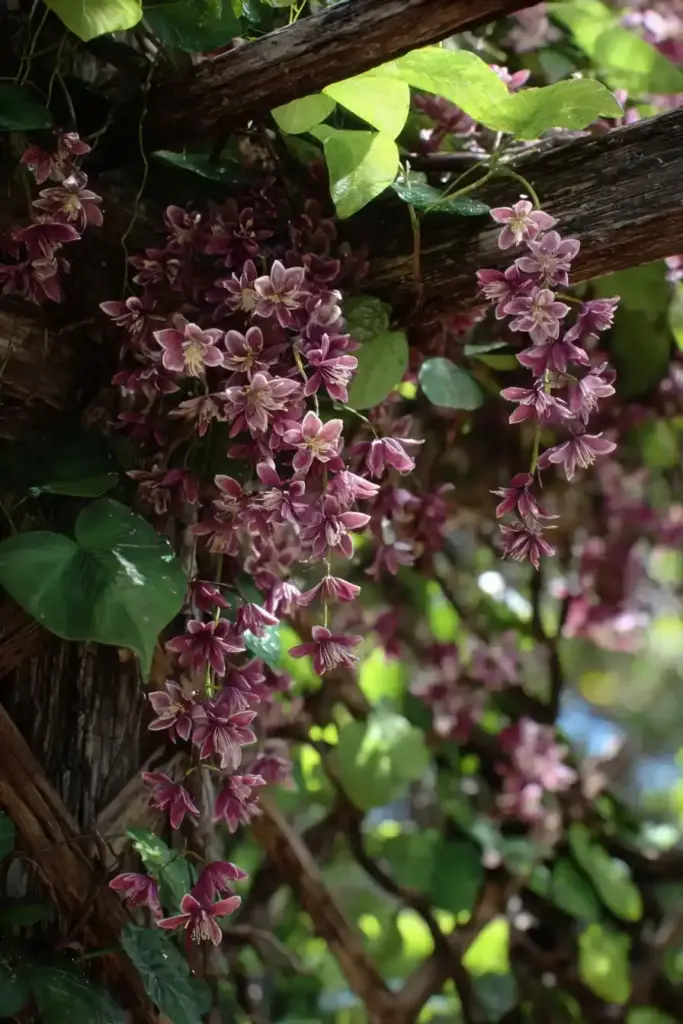Chocolate Vine