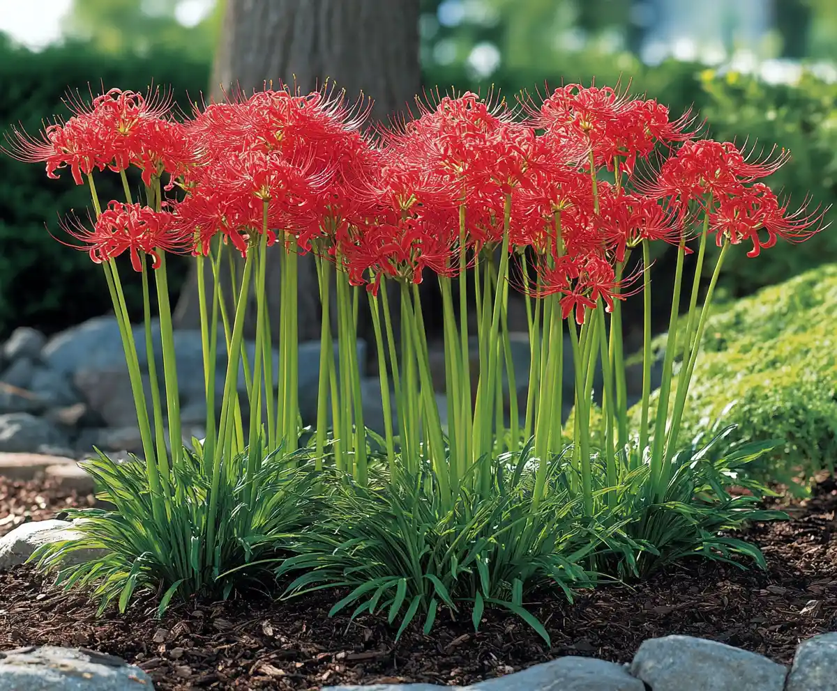 Learn How to Plant and Grow Spider Lily