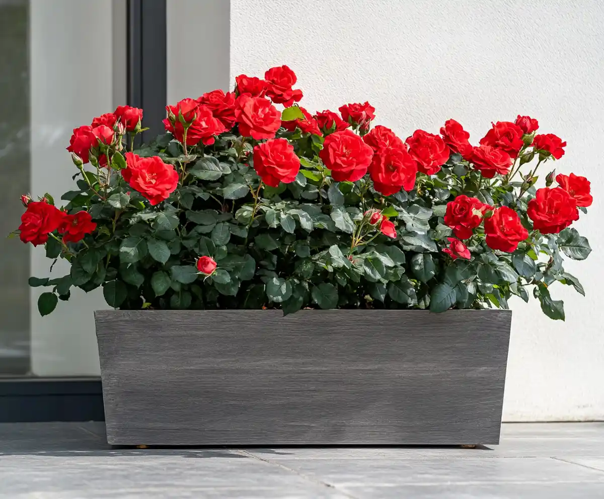 Knockout Roses