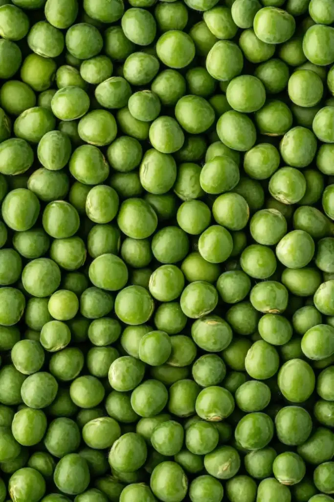 Pea Trellis