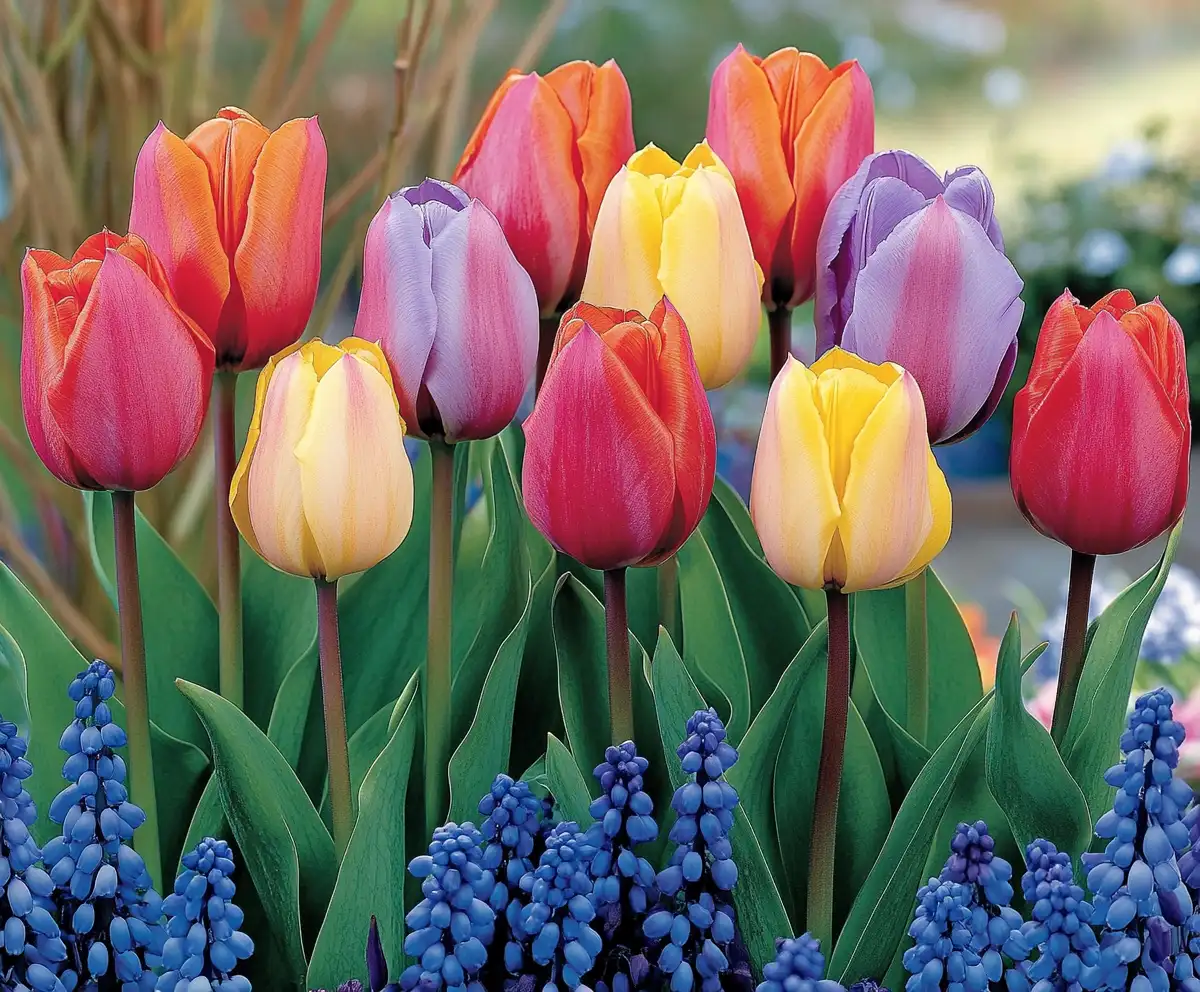 🌿 Tulips 101: Get to Know These Springtime Showstoppers