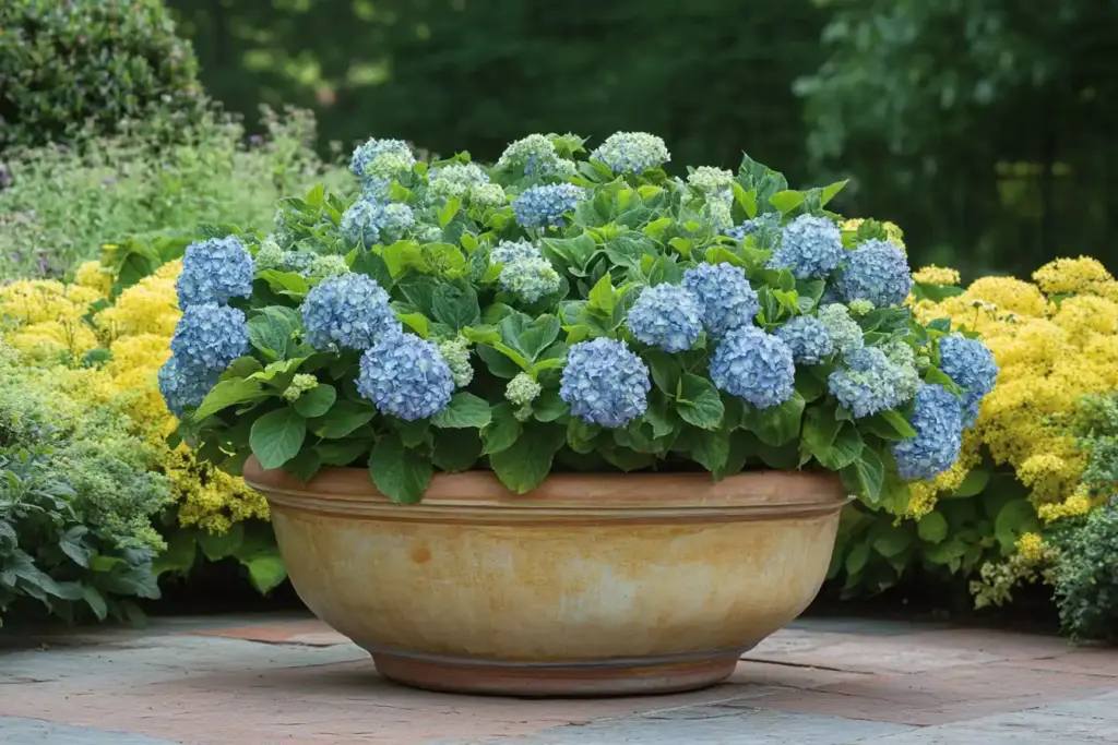 Panicle Hydrangeas