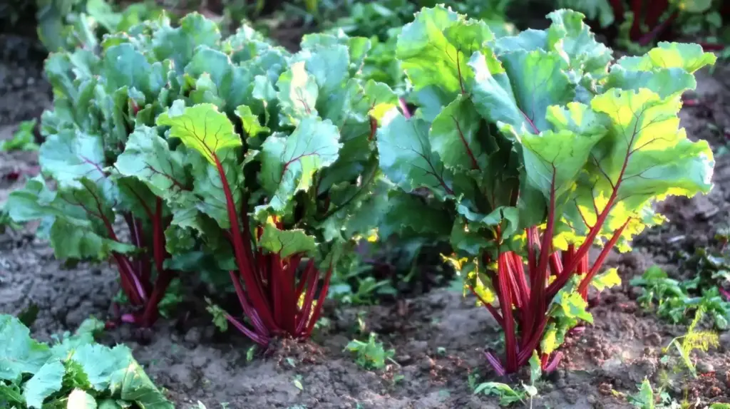 Beets