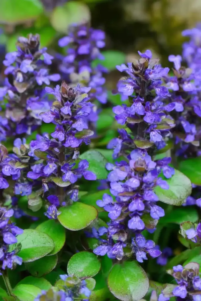 Ajuga 