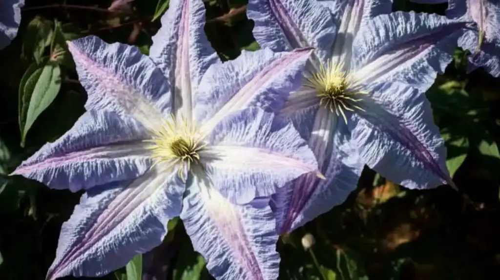 Blue Angel