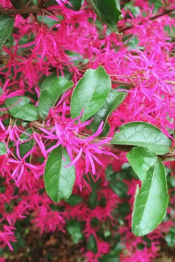 Loropetalum