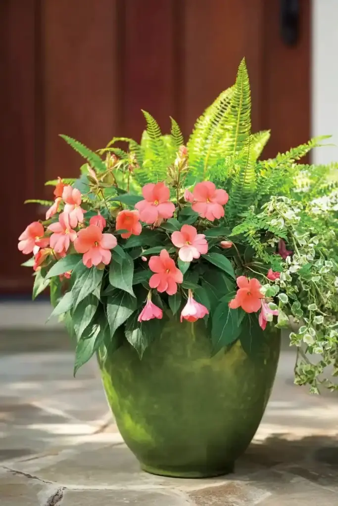SunPatiens
