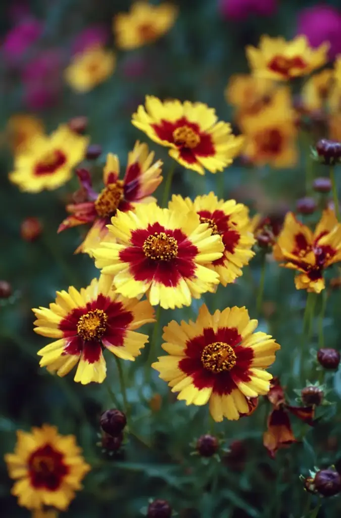 Dianthus