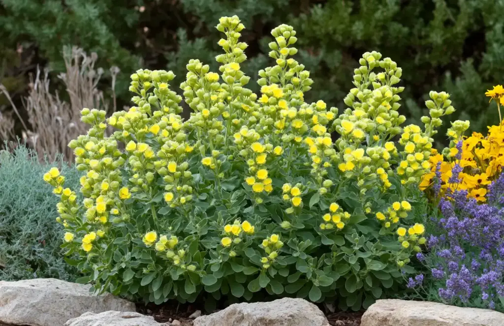 Euphorbia
