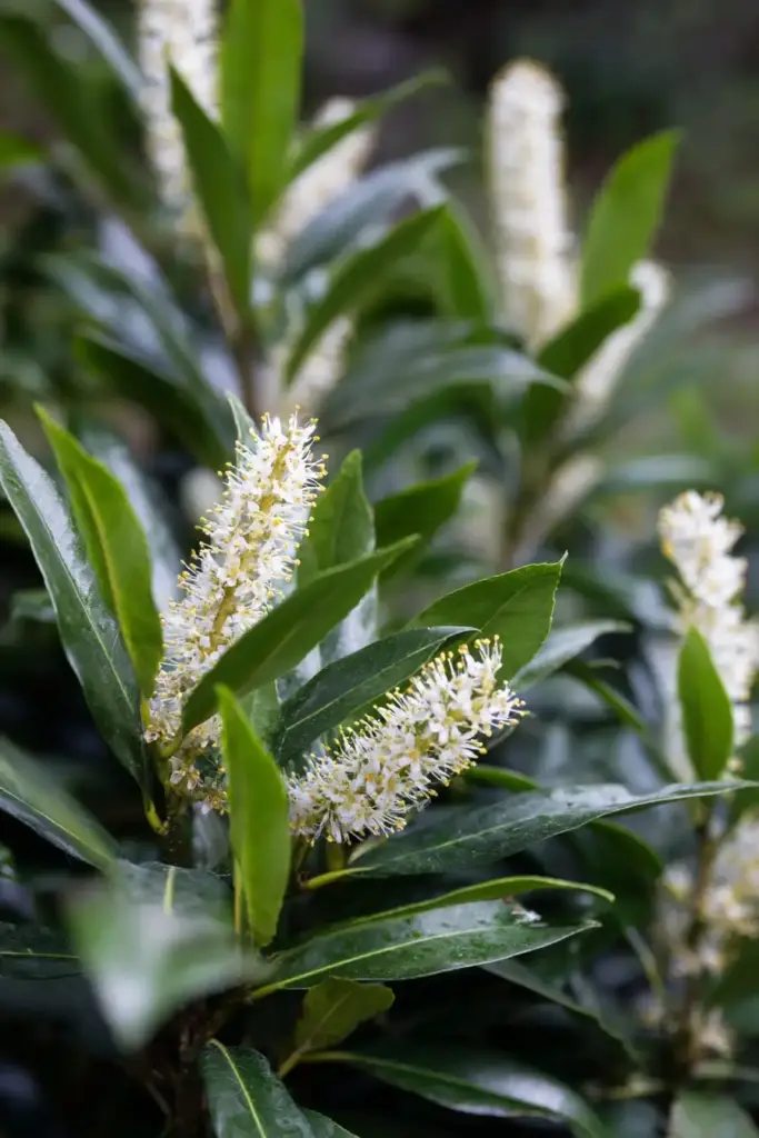 English Laurel