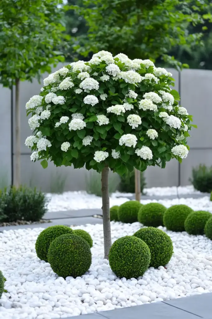 2.6 Hydrangea Tree