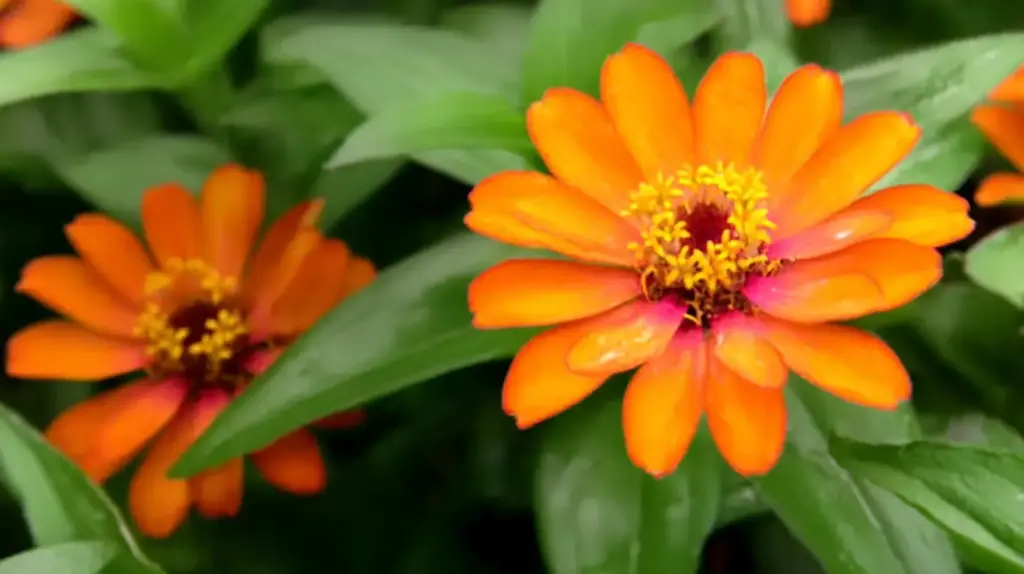 Zinnia