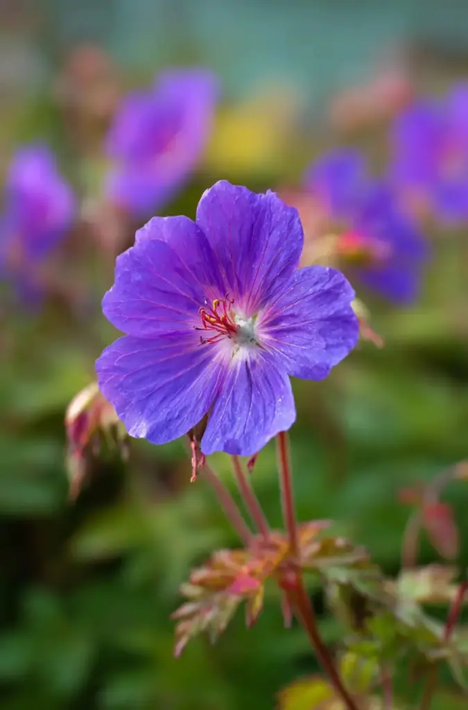 Hardy Geranium
