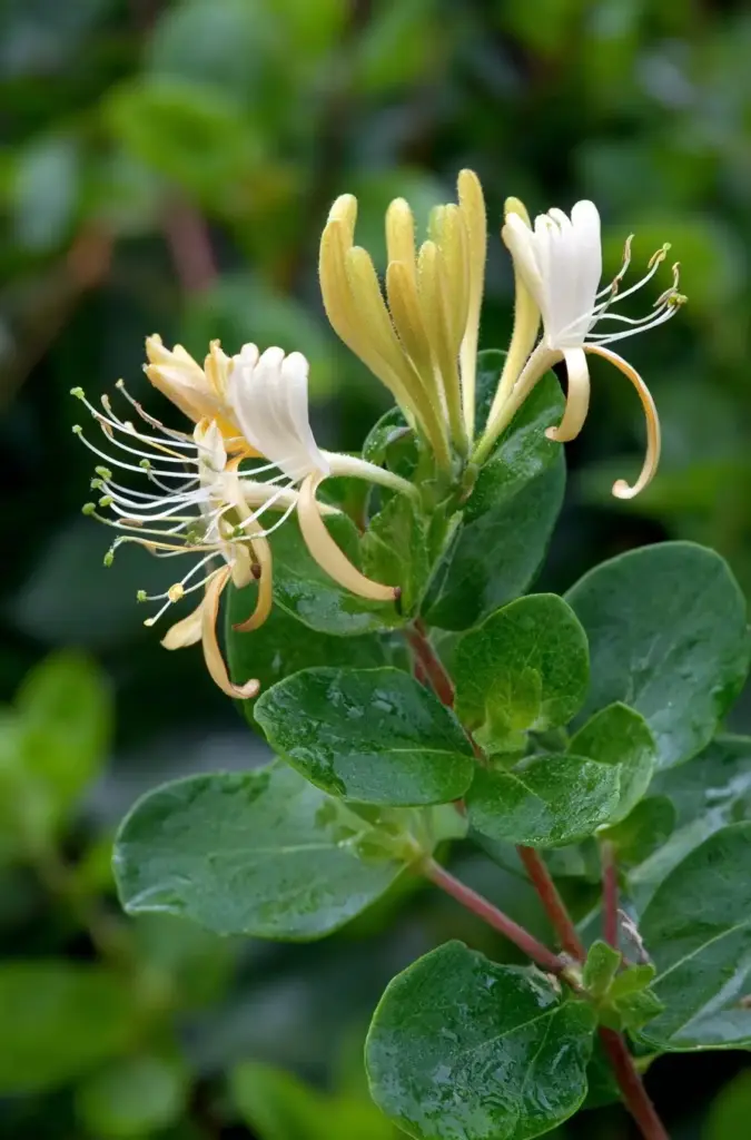 Honeysuckle