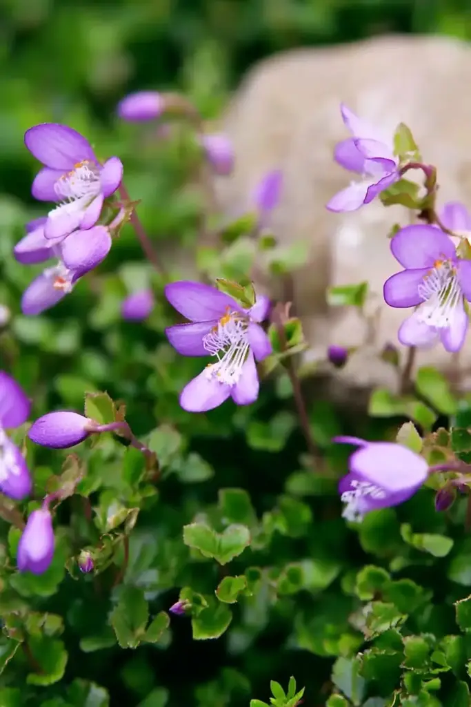 Mazus