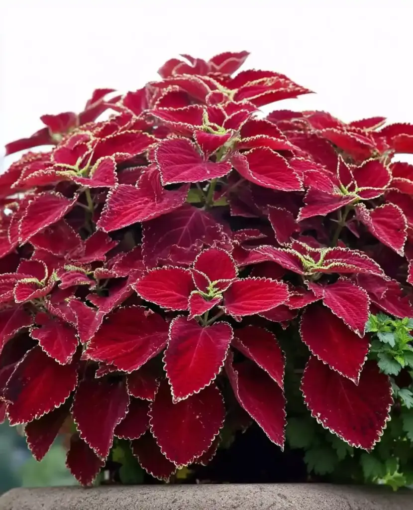 Coleus