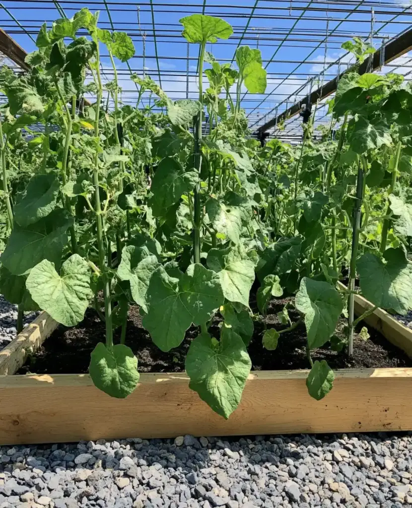 Metal Grid Trellis