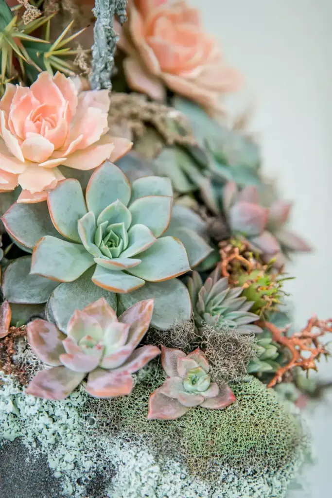 Hens-and-Chicks