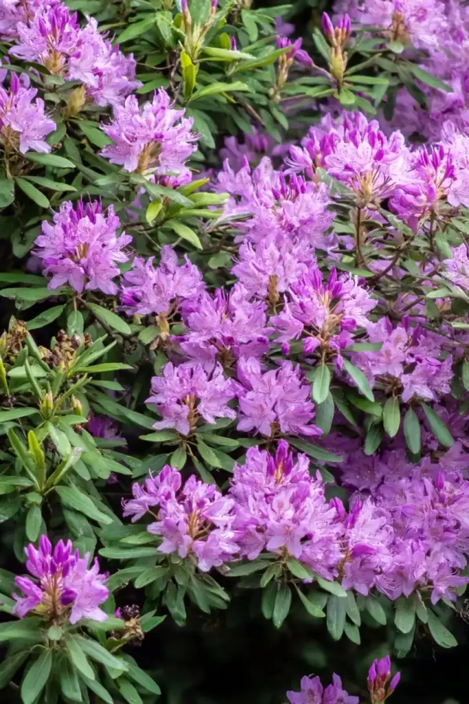 Rhododendron