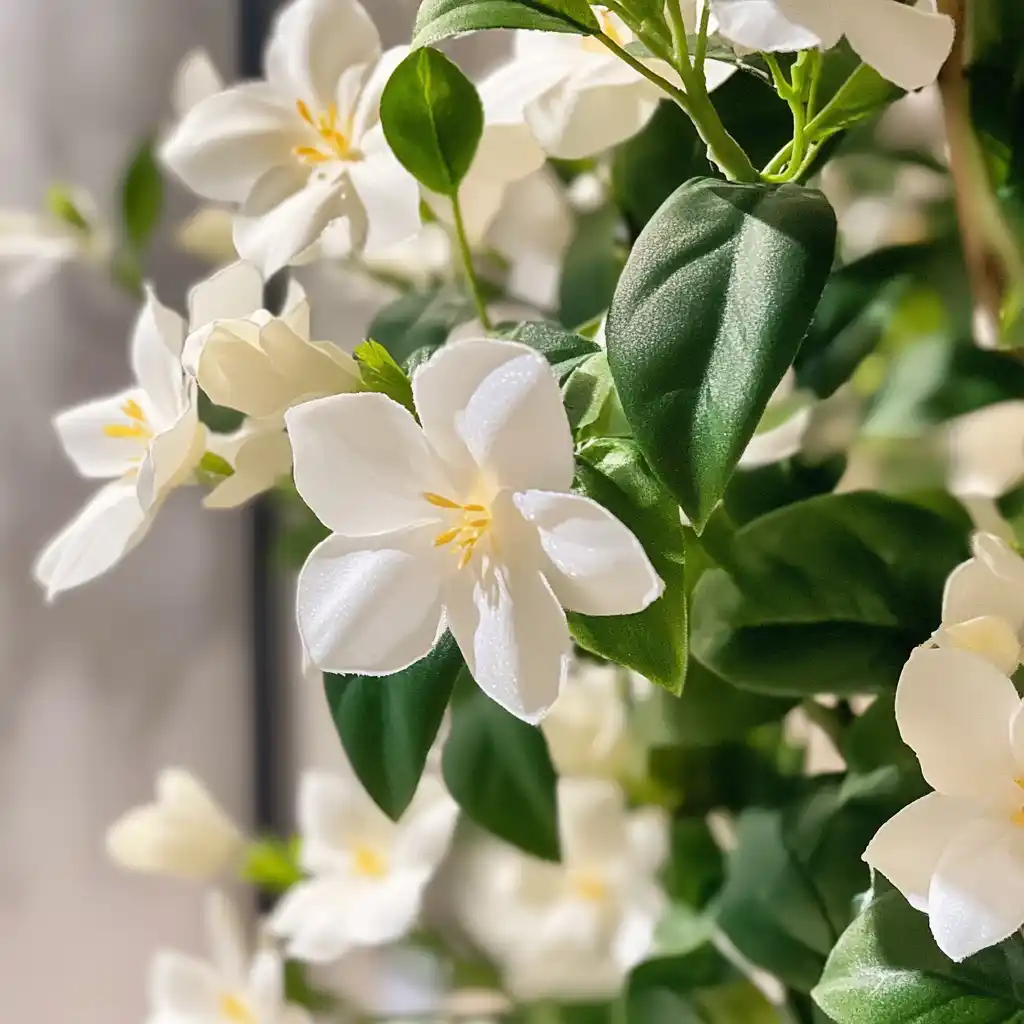 Mock Orange