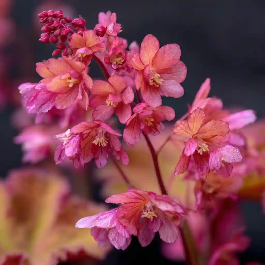 Heuchera 