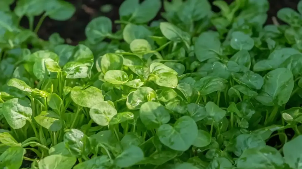 Watercress